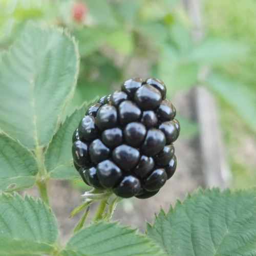 Blackberries