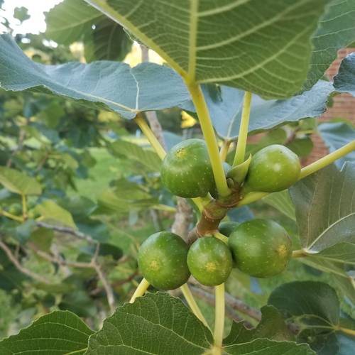 Figs
