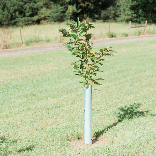Tree Planting and Protection