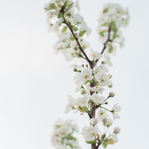Grafted Fruit
