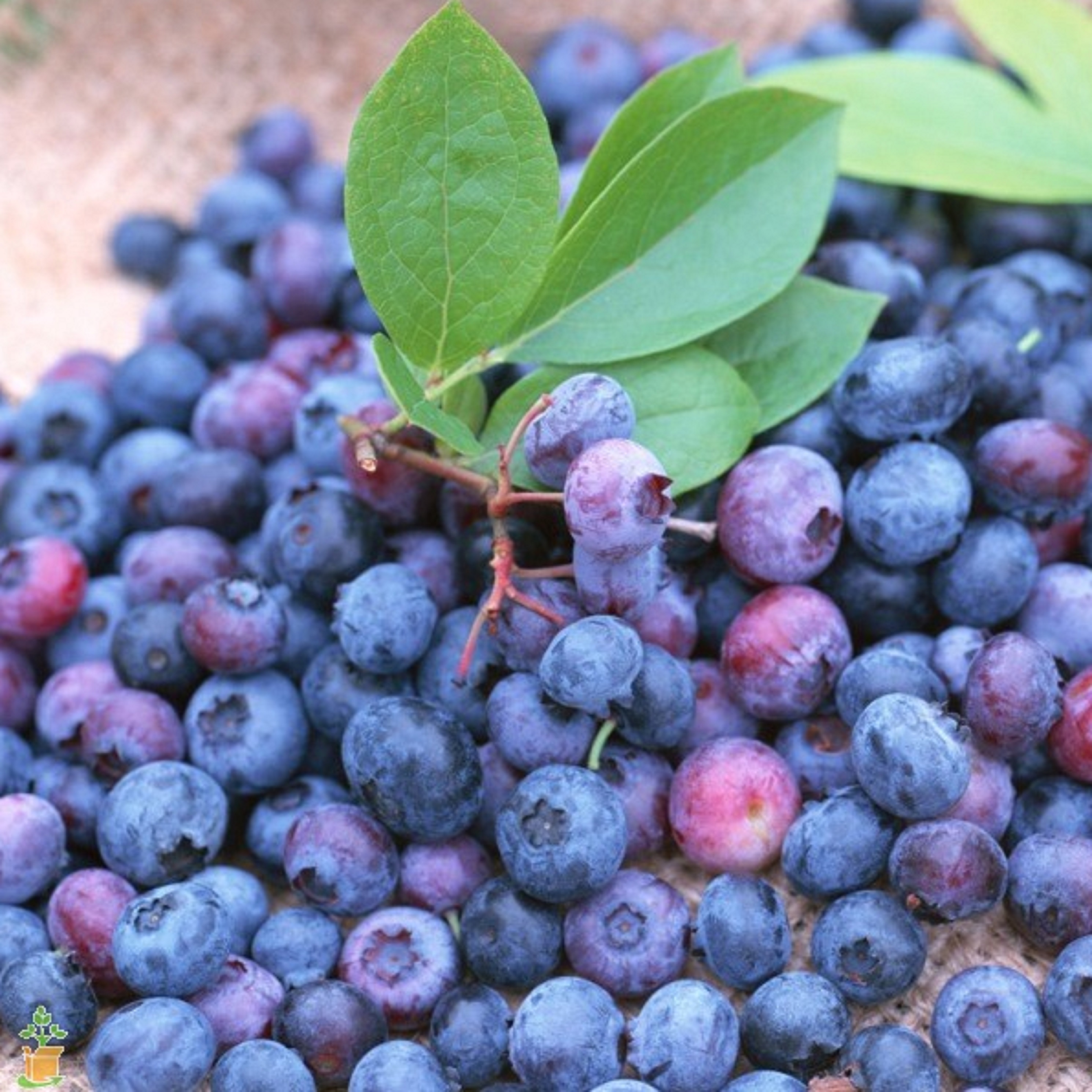 Blueberries